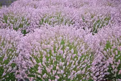 Лаванда вузьколиста Ellegance Pink