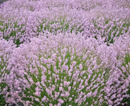 Лаванда вузьколиста Ellegance Pink