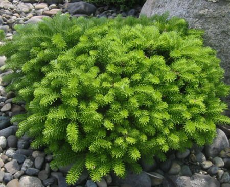 Ялиця корейска Green Carpet