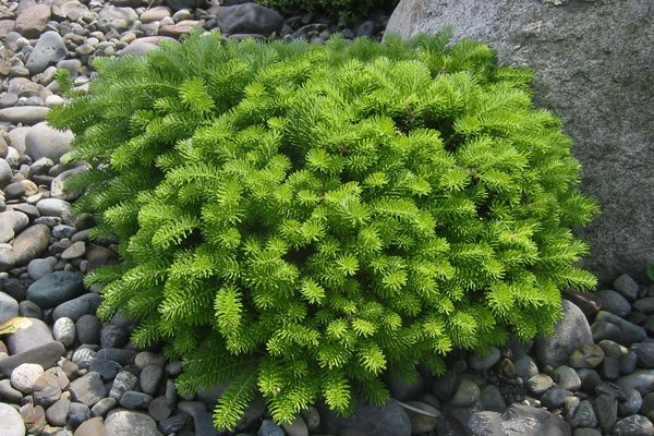 Ялиця корейска Green Carpet