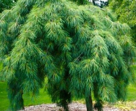 Сосна веймутова Pendula