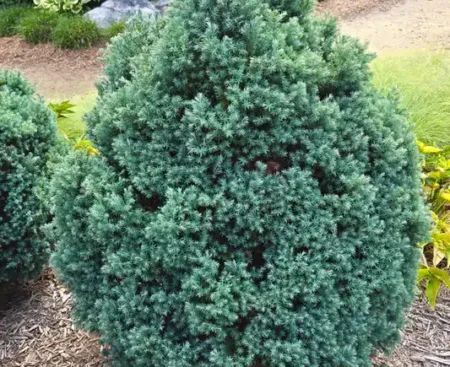 Chamaecyparis pisifera Baby Blue3 Кипарисовик горіхоплідний Baby Blue