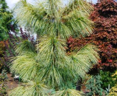 Pinus wallichiana Zebrina2 Сосна гімалайська Zebrina