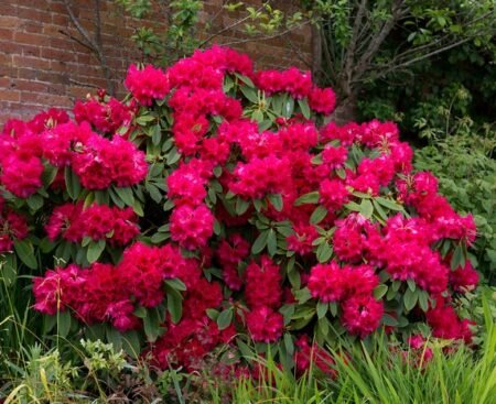 ph Rhododendron2 Рододендрон тупий