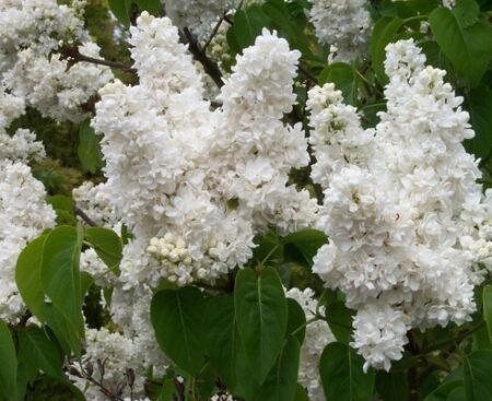 Syringa vulgaris Madame Lemoine 1 Бузок звичайний Madame Lemoine