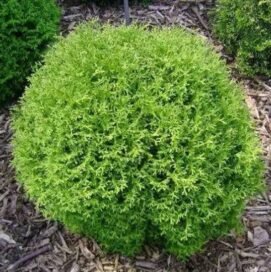Туя західна Holm Ball