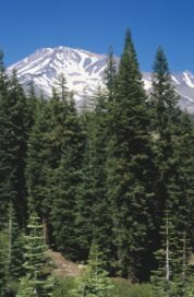 Ялиця прекрасна
