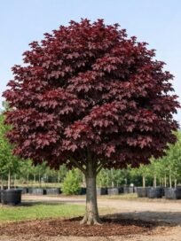Клен гостролистий Royal Red