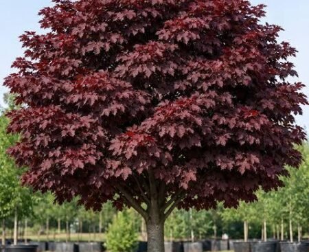 Клен гостролистий Royal Red