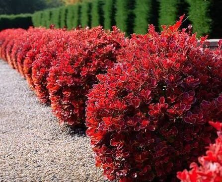 berberis ruby star3 Барбарис Тунберга Ruby Star