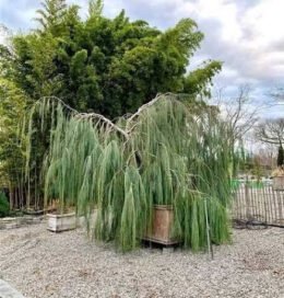 Кипарисовик Лавсона Imbricata Pendula