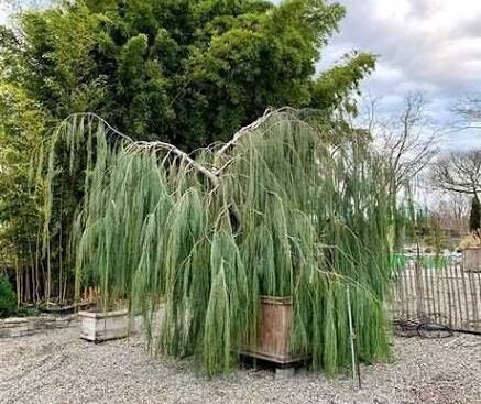 Кипарисовик Лавсона Imbricata Pendula
