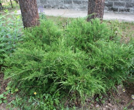 Ялівець козацький Mas