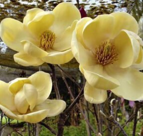 Магнолія гібридна Honey Tulip