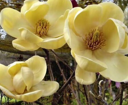 Магнолія гібридна Honey Tulip
